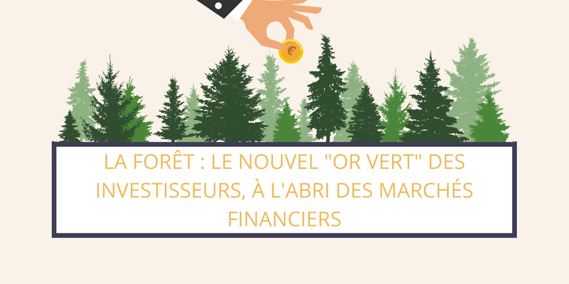 La forêt : le nouvel or vert des investisseurs